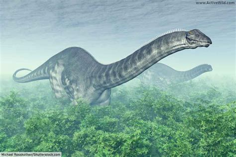 Brontosaurus Facts: A Giant Sauropod Dinosaur Of The Jurassic Period