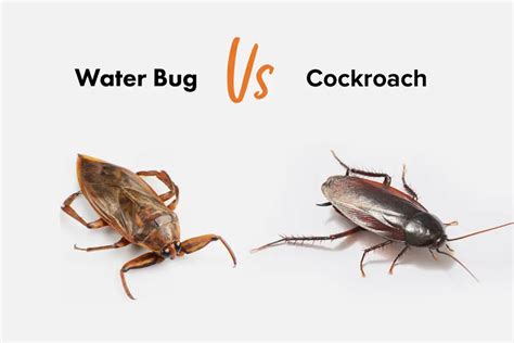 Water Bug vs. Roach [15 Differences] | APB