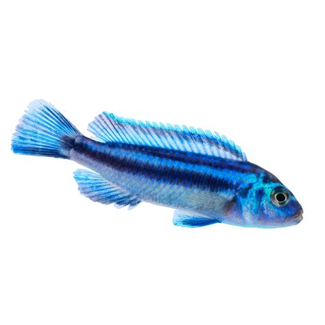 Electric Blue Johanni Cichlid