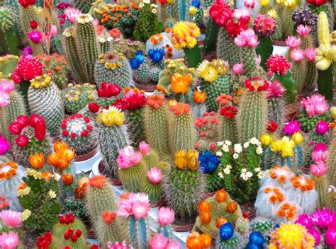 How to Care for Flowering Cactus Varieties - Houseplant Central