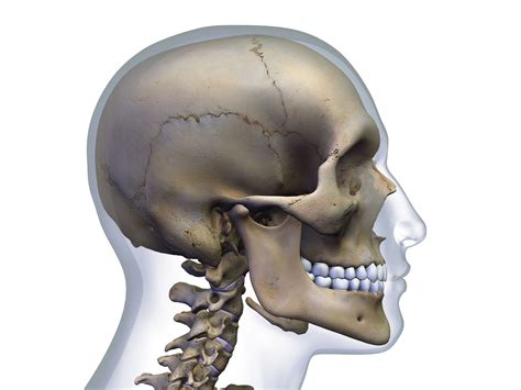 Occipital Bone: Anatomy, Function, and Treatment