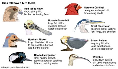 bird - Kids | Britannica Kids | Homework Help