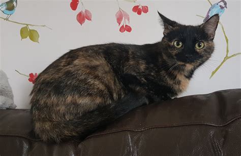 Lady - 4 year old female Tortoiseshell Domestic Short-Haired Cat for ...