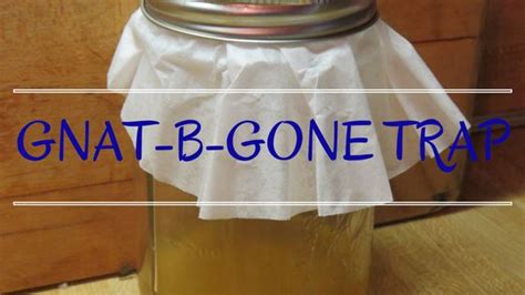 Gnat-B-Gone Pest Trap | Bottle, Gnat traps, Gnats