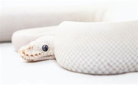 Massive 9.5 Feet Albino Boa Constrictor Weighing 23.8 Kg Captured In ...