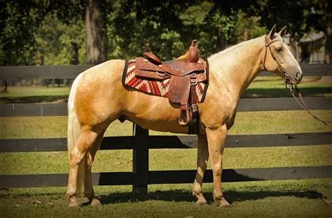 Palomino Horses For Sale | Los Angeles, CA #243074