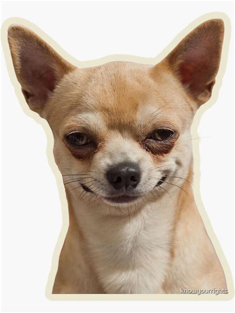 "chihuahua meme" Sticker for Sale by knowyourrights | Redbubble