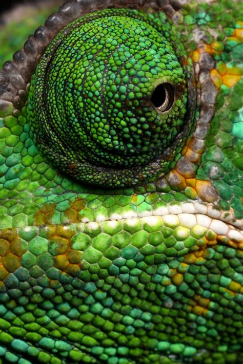 chameleon eye picts. post here | Chameleon eyes, Picts, Chameleon