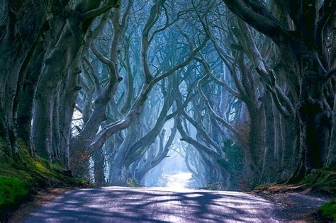 The Dark Hedges Game Of Thrones Filming Locations Ireland