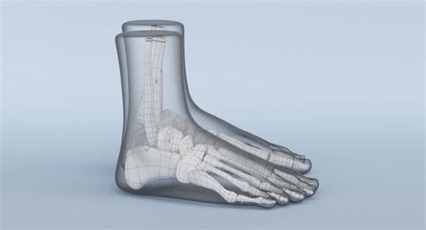 Foot Anatomy Blue 3D Model $39 - .3ds .dae .fbx .obj .ma .dxf .max - Free3D