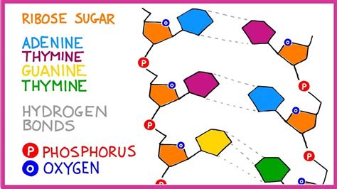 Dna Molecule Structure : But what is dna or deoxyribonucleic acid ...