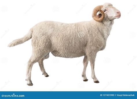 White ram isolated stock photo. Image of fluffy, isolated - 127451990