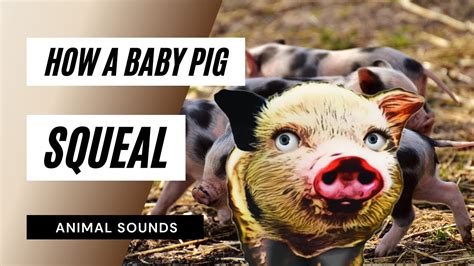 How A Baby Pig Squeal - how a baby pig squealing / sound effect ...