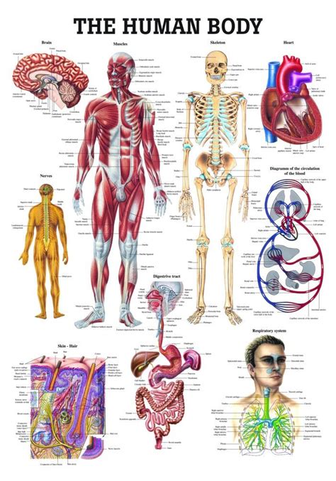 The Human Body Chart - Clinical Charts and Supplies