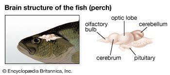 perch: fish brain - Kids | Britannica Kids | Homework Help