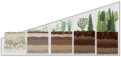 What is Plant Succession and Why is it Important in a Regenerative ...