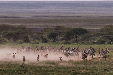 Best Serengeti Safari Tours: Our Top Picks | Go2Africa