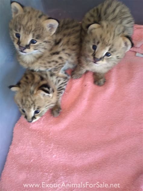 Serval Kittens for Sale