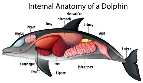 Internal Anatomy of a Dolphin 1782774 Vector Art at Vecteezy