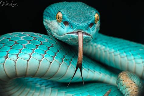 Green Cobra Snake