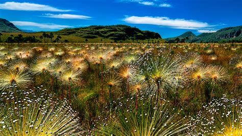 Articles by Chris McGowan: The Importance of Being Cerrado: Brazil's ...