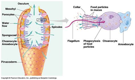 Sponge Structure and Specialized Cells Diagram | Quizlet