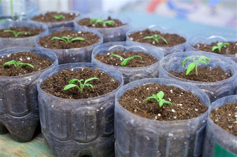 Eggplant Seed Preparation: Tips For Growing Eggplant Seeds | Eggplant ...