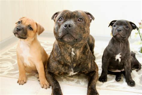 Staffordshire Bull Terrier Wallpapers Images Photos Pictures Backgrounds