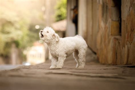 Dog Barks Decoded: The Meaning of the Sounds Dogs Make | Lone Tree ...