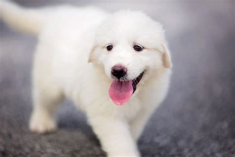 How To Potty Train A Great Pyrenees Puppy - Saddler Beeted