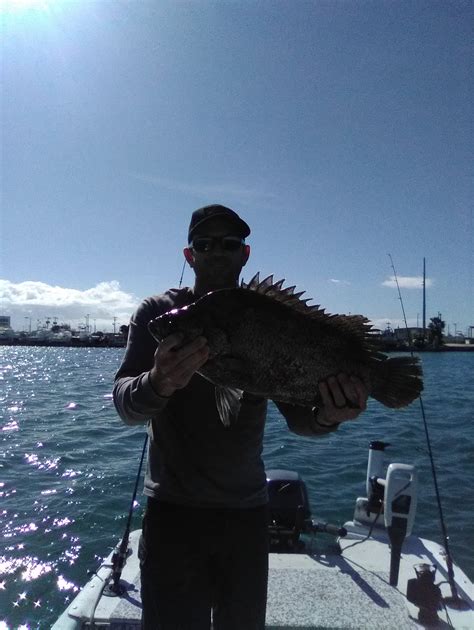 Tripletail – SpaceFish