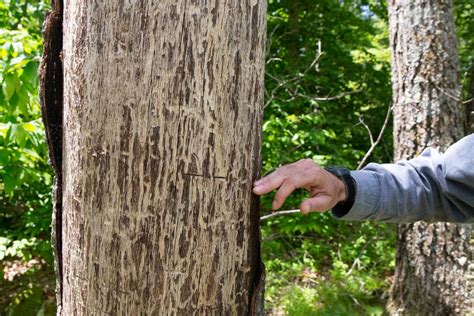 Gypsy Moths On The Decline — For Now — But Damage Is Already Done ...