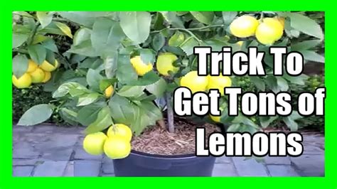 Secret Lemon Care Tips to Grow Lots of Lemons | Get More Lemons On ...