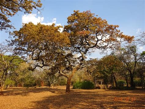 National Botanical Gardens (Harare) - 2020 All You Need to Know Before ...