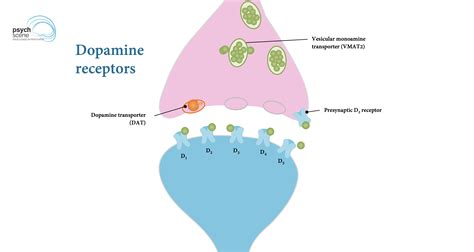 Dopamine Receptors D1 D2