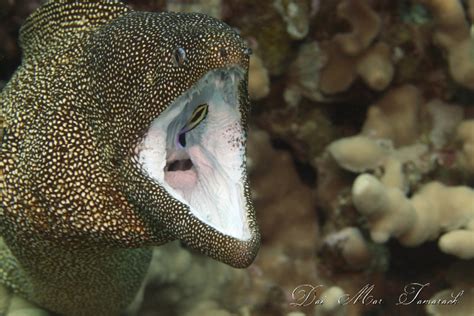 Capturing the Moment: Quick Maui Dive: Five Graves' Eels