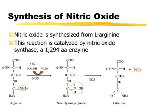 PPT - Nitric Oxide PowerPoint Presentation - ID:183938