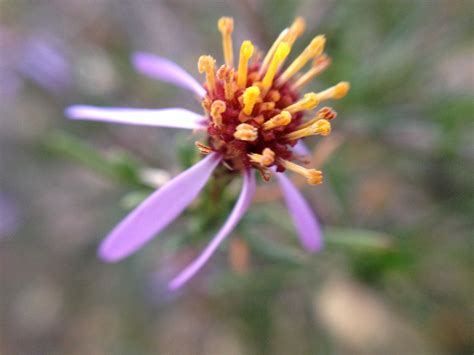 image | The Fynbos Blog