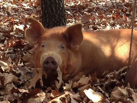 Bacon Acres Farm - Tamworth Pigs, Raising Pigs | Bacon Acres Farm