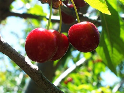 pressed petals: Cherry Picking