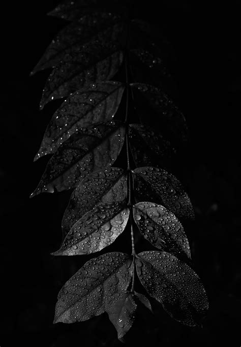 Leaf with Water Droplets