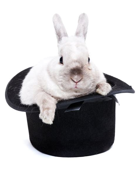 Rabbit in magic hat stock photo. Image of white, easter - 76721726