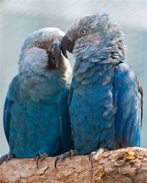 The Blue Spix's Macaw Parrot Seen In The Movie ‘Rio’ Is Now Extinct