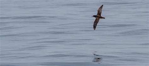 Flesh-footed Shearwater | Bubo Birding