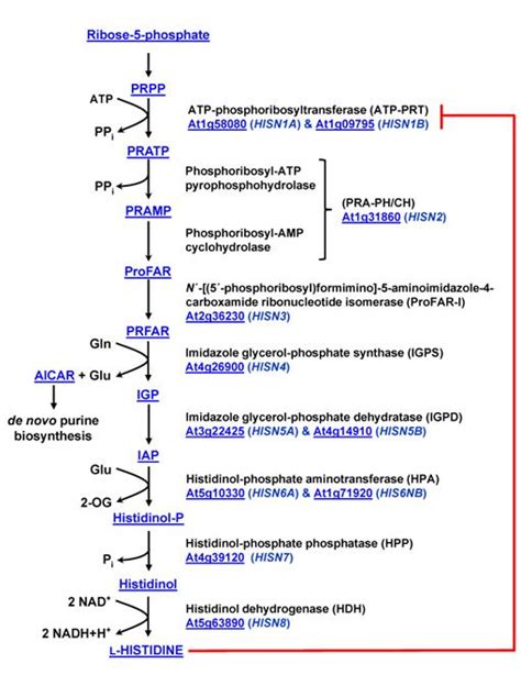 Histidine Biosynthesis