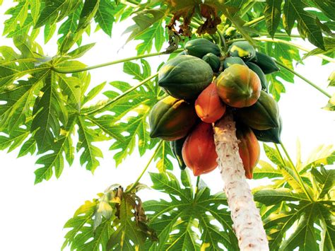 Papaya Growing Conditions - Where And How To Grow A Papaya Fruit Tree