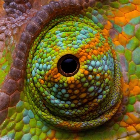 Chameleon eye | Chameleon eyes, Colorful animals, Reptiles