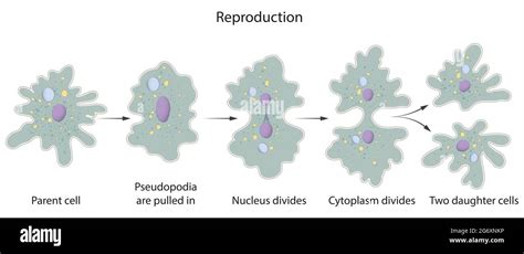 Asexual Reproduction in Amoeba Stock Photo - Alamy