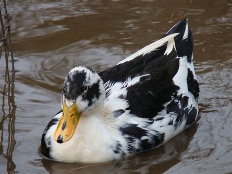 Ancona Duck | Duck and ducklings, Duck breeds, Backyard ducks