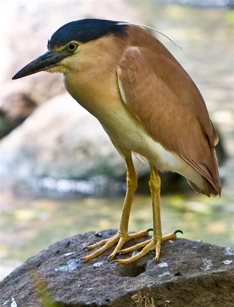 Nankeen Night Heron (Nycticorax caledonicus), also commonly referred to ...